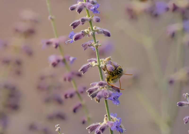 Russian Sage (Perovskia Atriplicifolia)