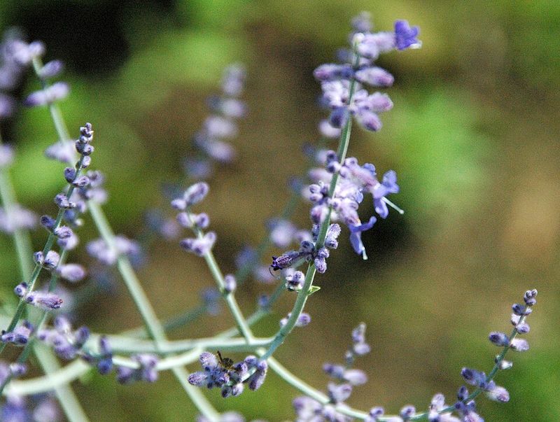 Russian Sage (Salvia Yangii) Russian Sage (Salvia Yangii)