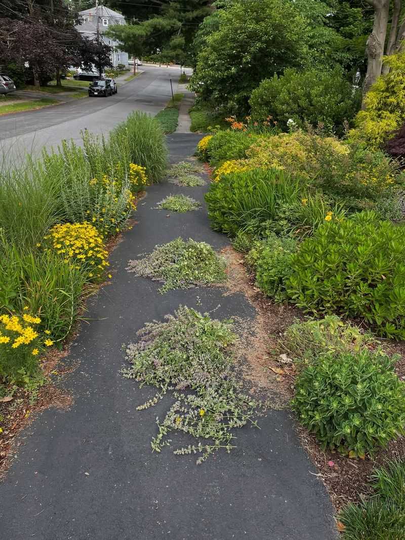 Russian Sage Sprawls Into Walkways If Left Untrimmed