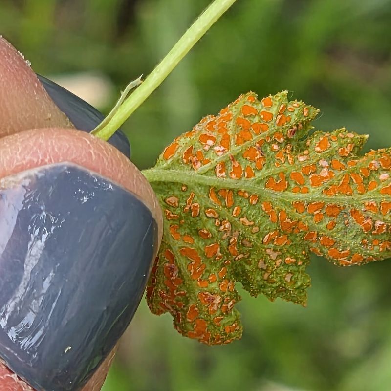 Rust Shows Up On Stressed Plants