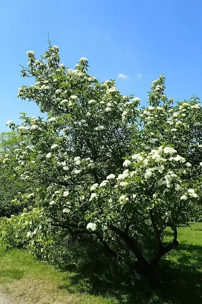 Rusty Blackhaw Viburnum Offers Flowers And Fruit Rusty Blackhaw Viburnum Offers Flowers And Fruit