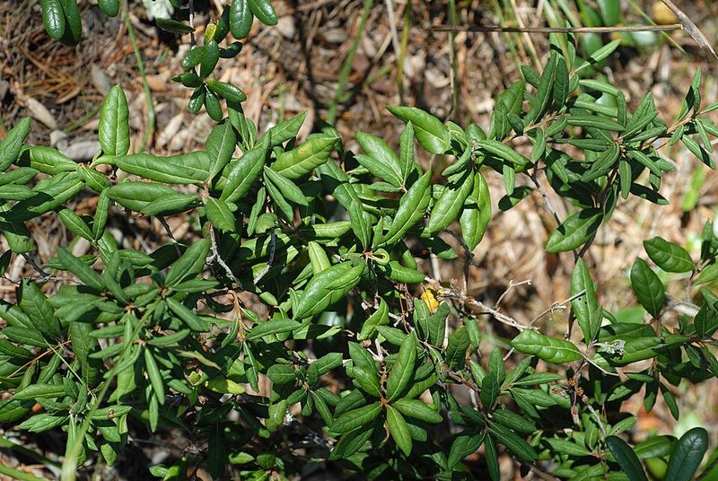 Rusty Lyonia Adds Woodland Privacy With Quiet Structure Rusty Lyonia Adds Woodland Privacy With Quiet Structure