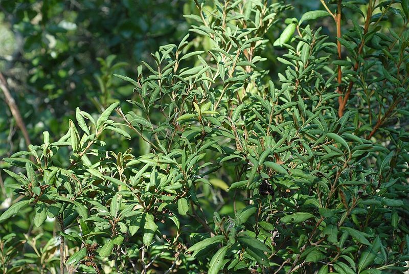 Rusty Lyonia Adds Woodland Privacy Without Runaway Canes