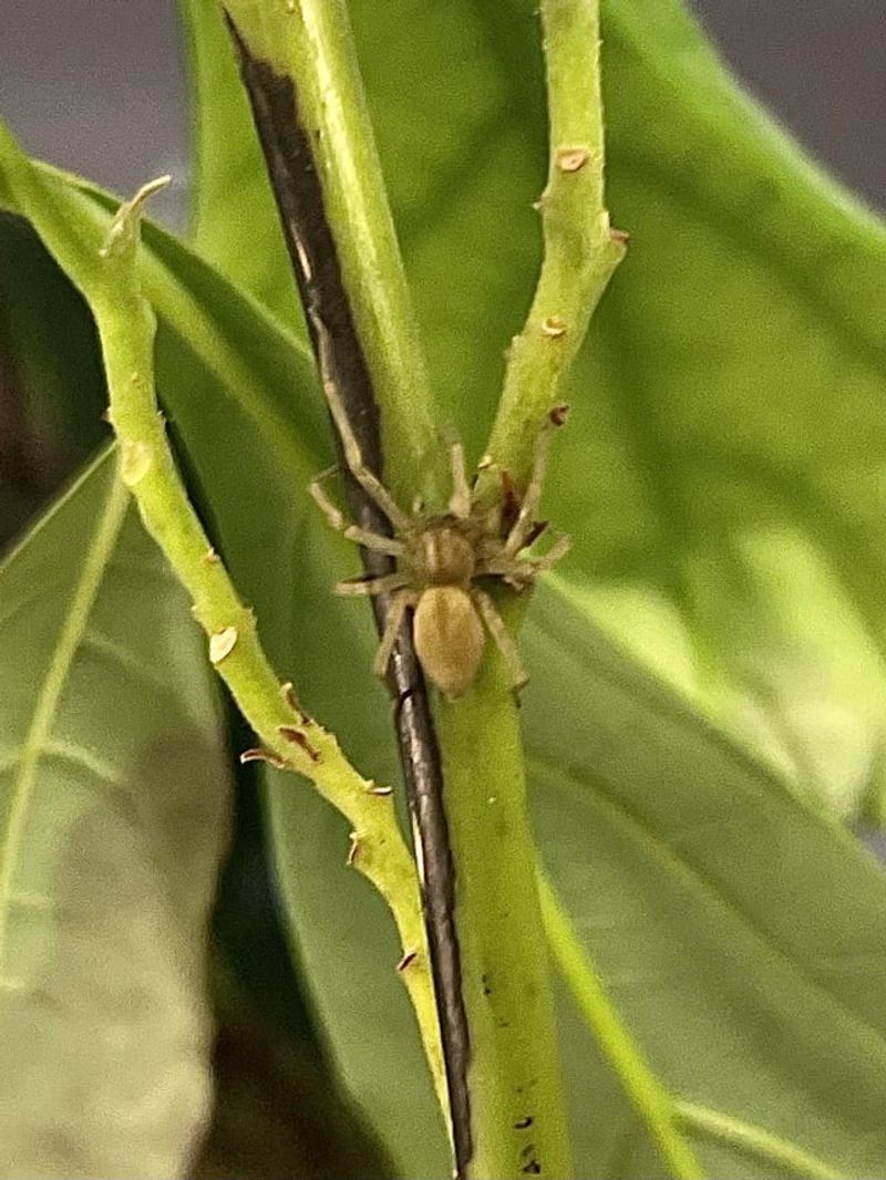 Sac Spiders Hunt At Night When Other Predators Rest