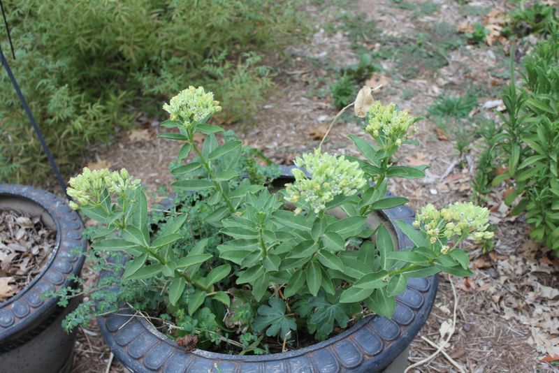 Safe Garden Placement