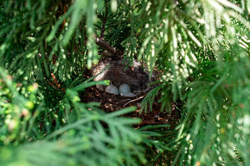 Safe Nesting Opportunities Are Already Built Into Your Yard