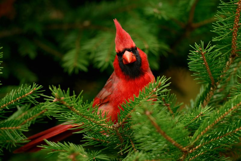 Safe Nesting Spots Exist In Your Surrounding Landscape