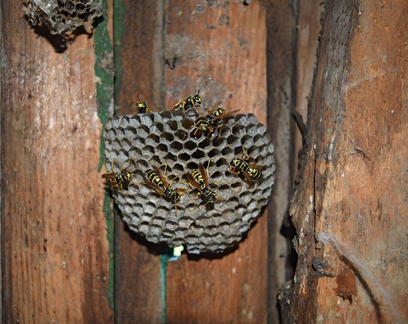 Safe Removal Depends On Nest Size And Location Safe Removal Depends On Nest Size And Location