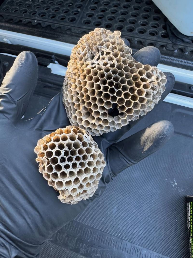 Safe Removal Options For Porch Wasp Nests