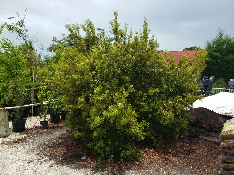 Safer Screening Choices Belong Near Busy Yard Spaces