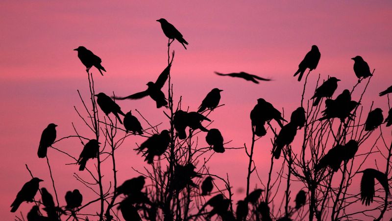 Safety In Numbers Matters At Dusk Safety In Numbers Matters At Dusk