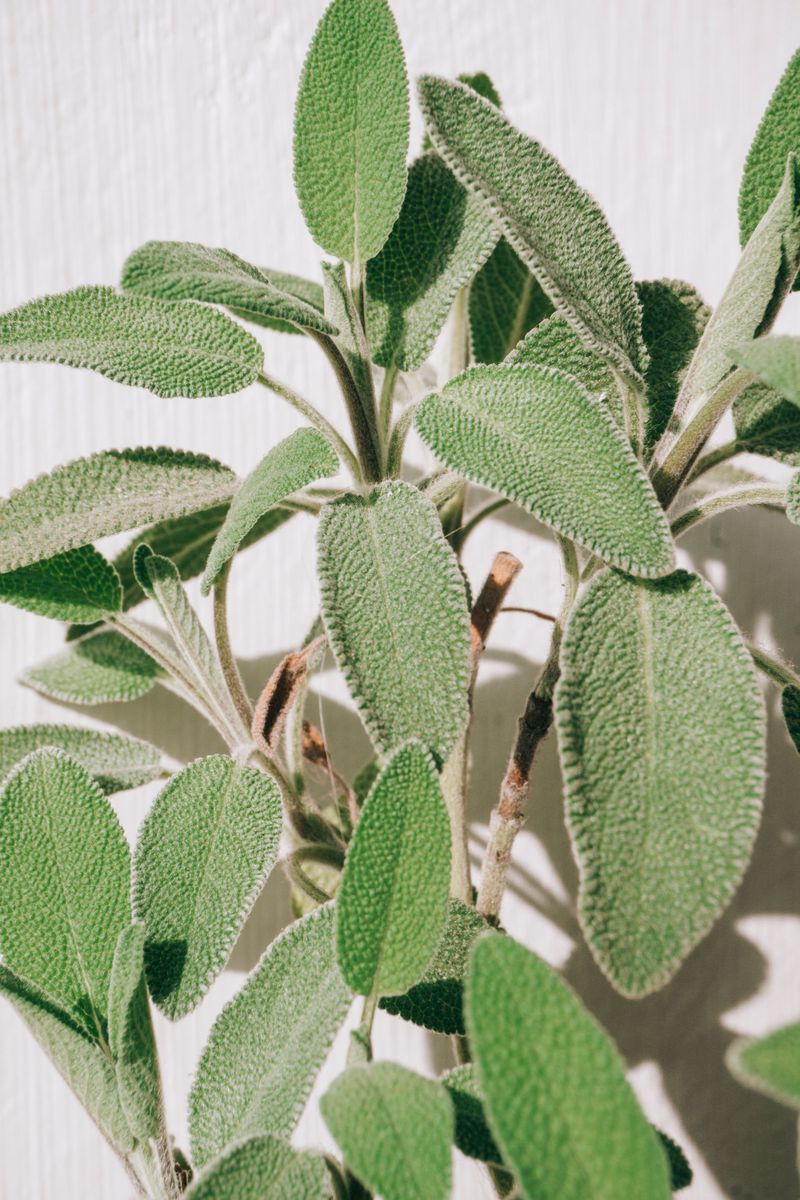 Sage
