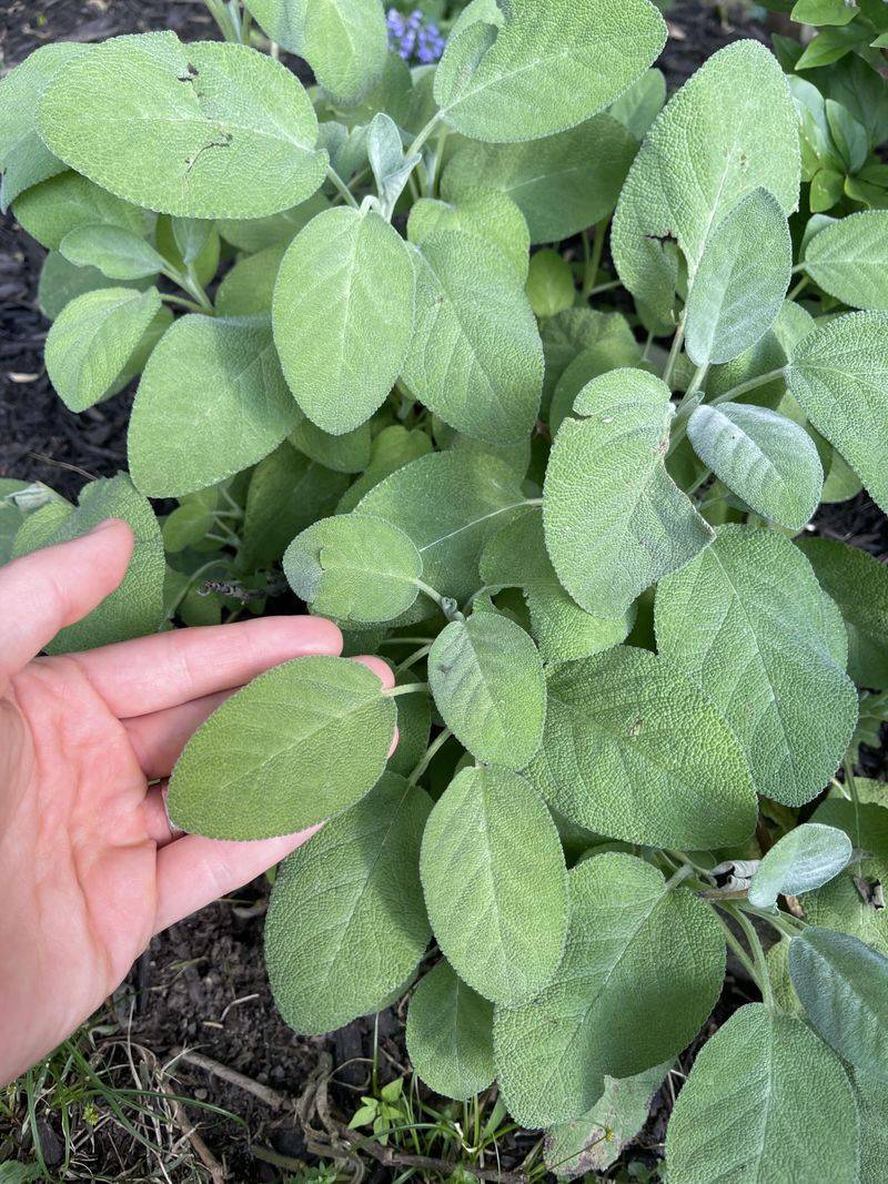 Sage Sage