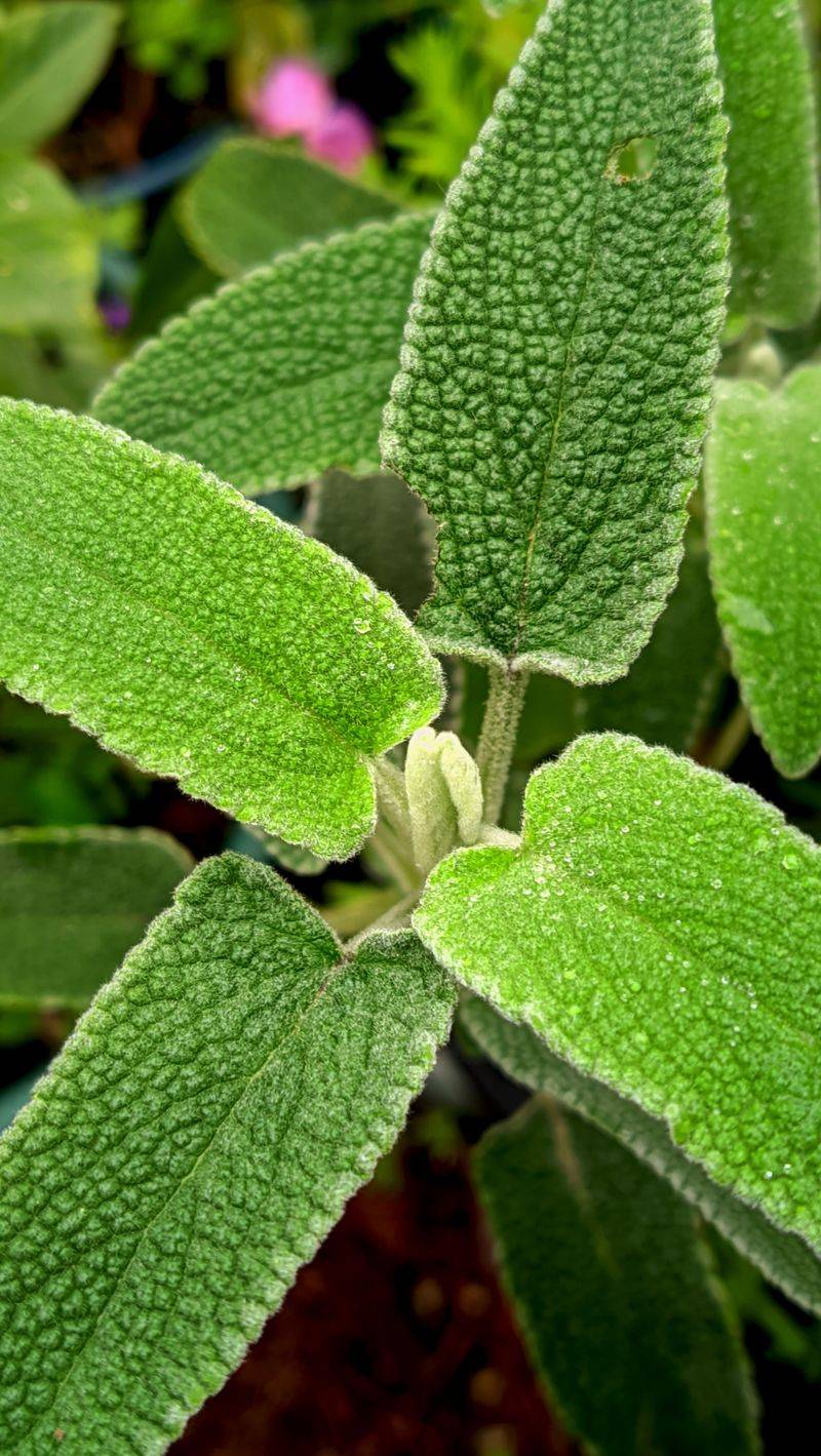 Sage Sage