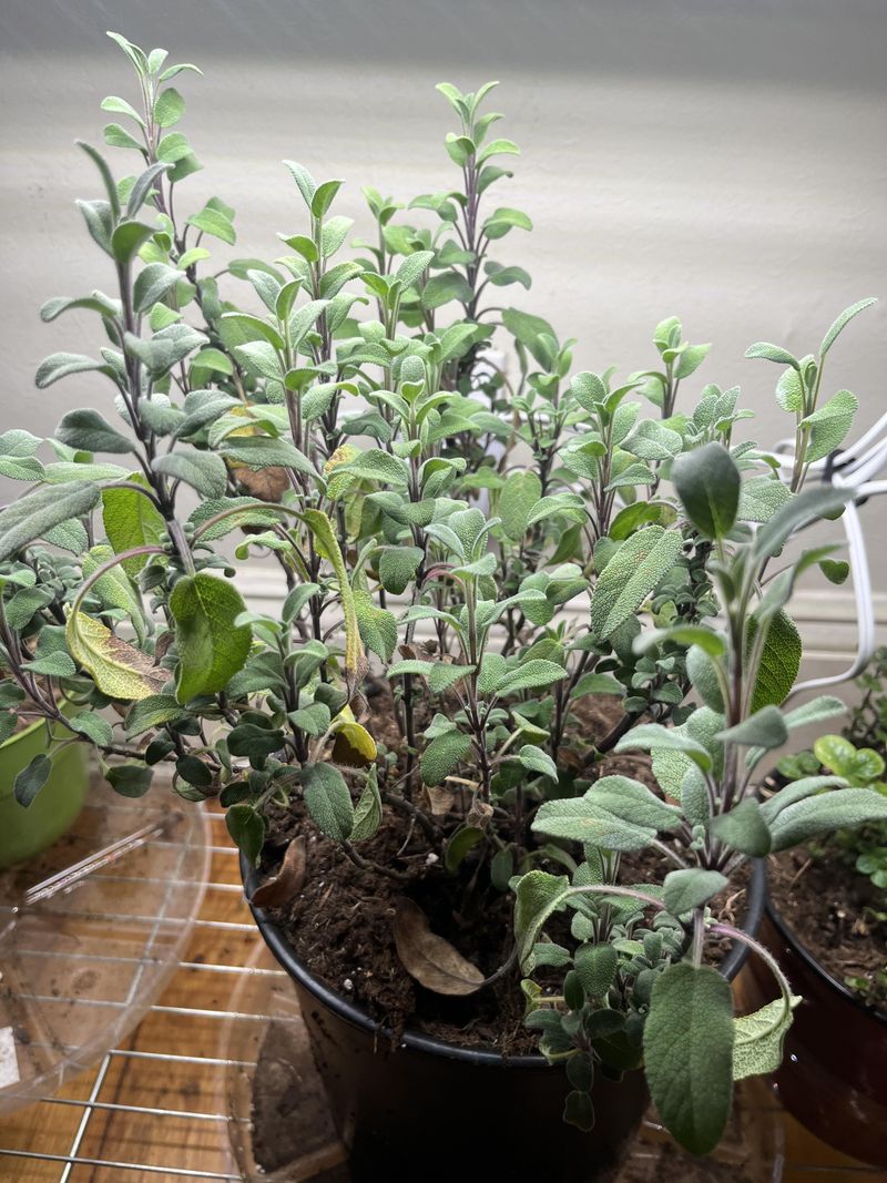 Sage Sage