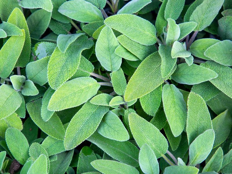 Sage Adds Dry-Climate Fragrance With Good Drainage