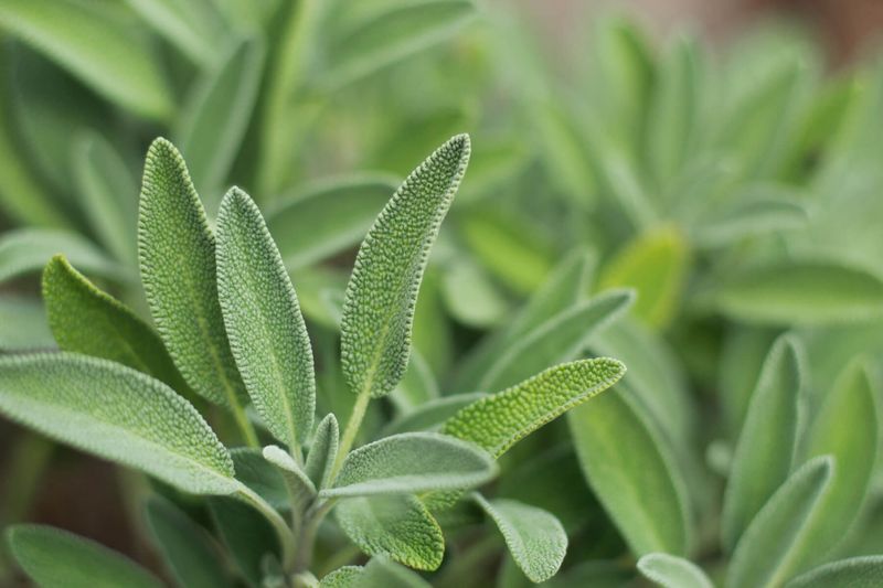 Sage Adds Strong Aroma Without Needing Much Fuss Sage Adds Strong Aroma Without Needing Much Fuss