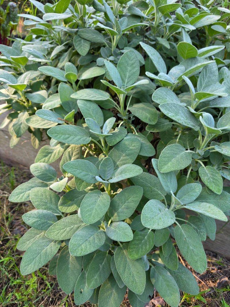 Sage Adds Structure Even When It Is Not Blooming