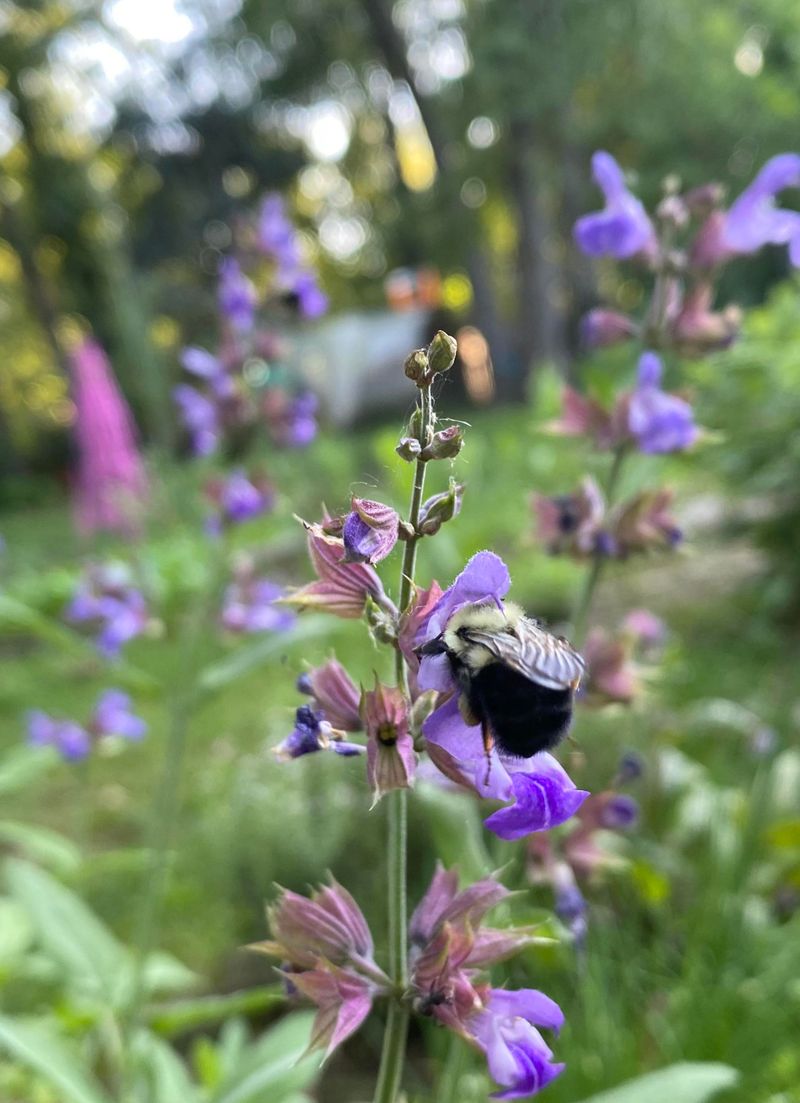 Sage Flowers Add Color And Nectar To Dry Beds