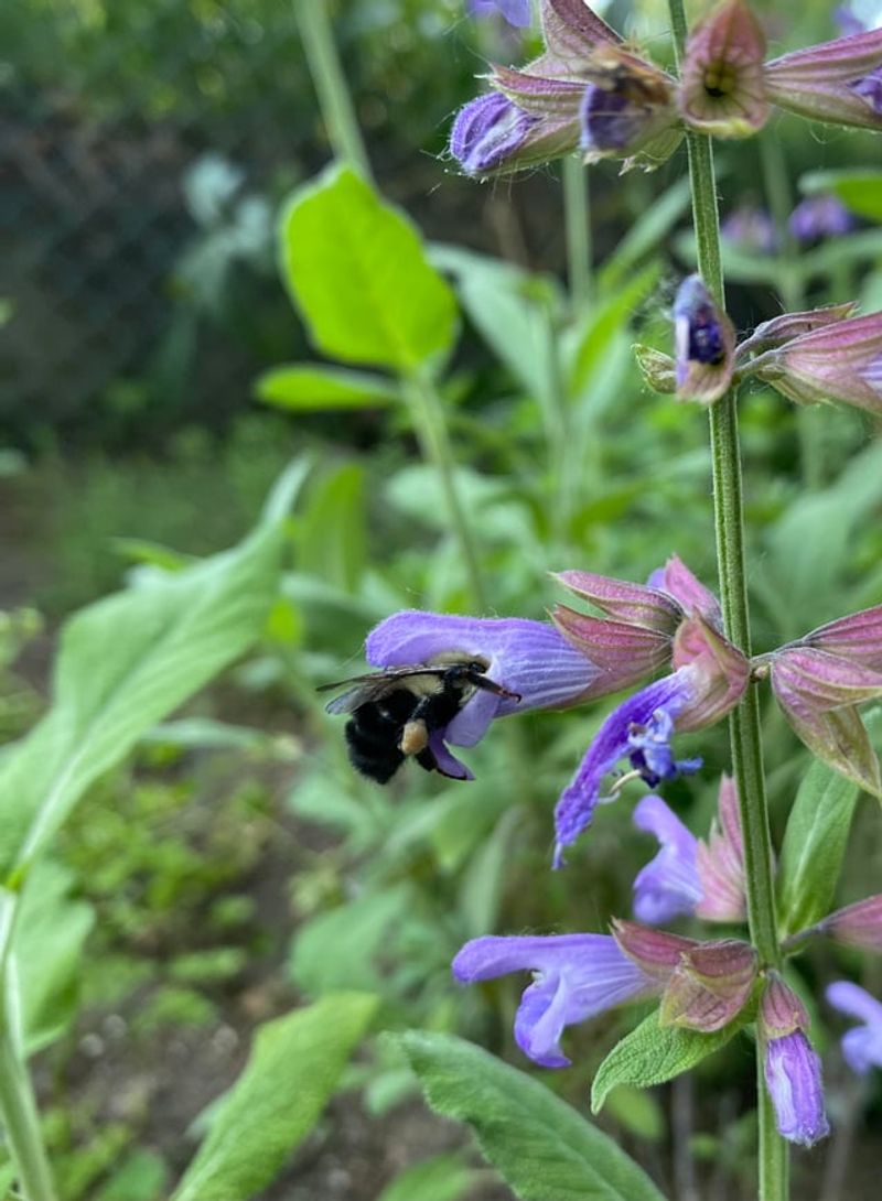 Sage Flowers Bring Bees To The Garden Sage Flowers Bring Bees To The Garden
