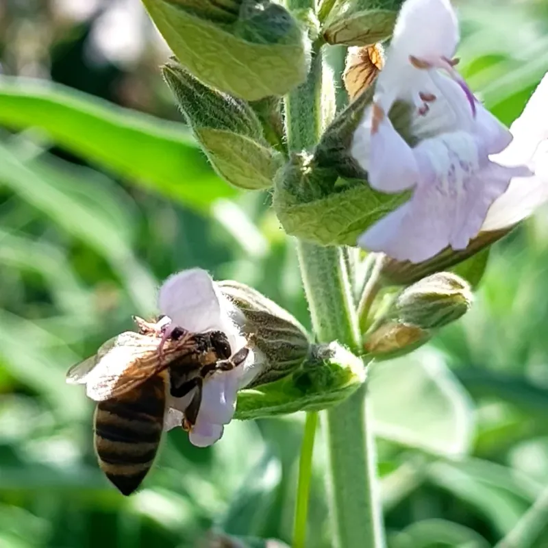 Sage Flowers Still Support Bees And Beneficial Insects