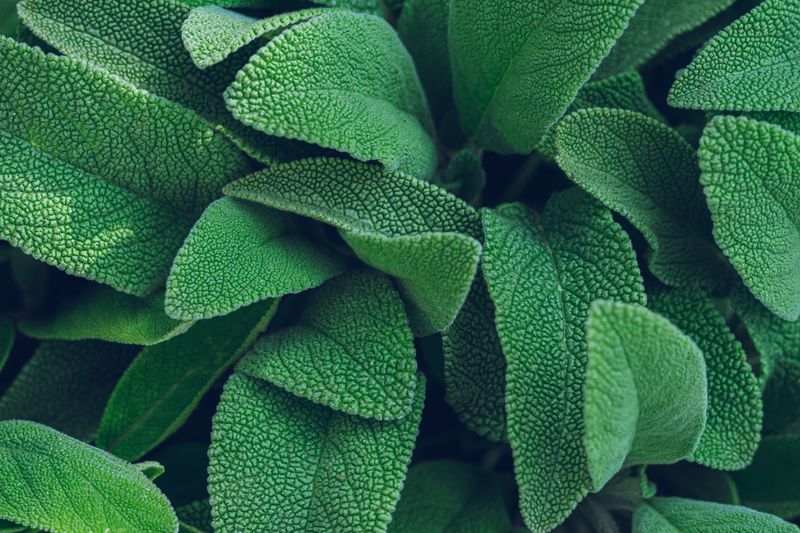 Sage Is One More Reason To Love This Herb