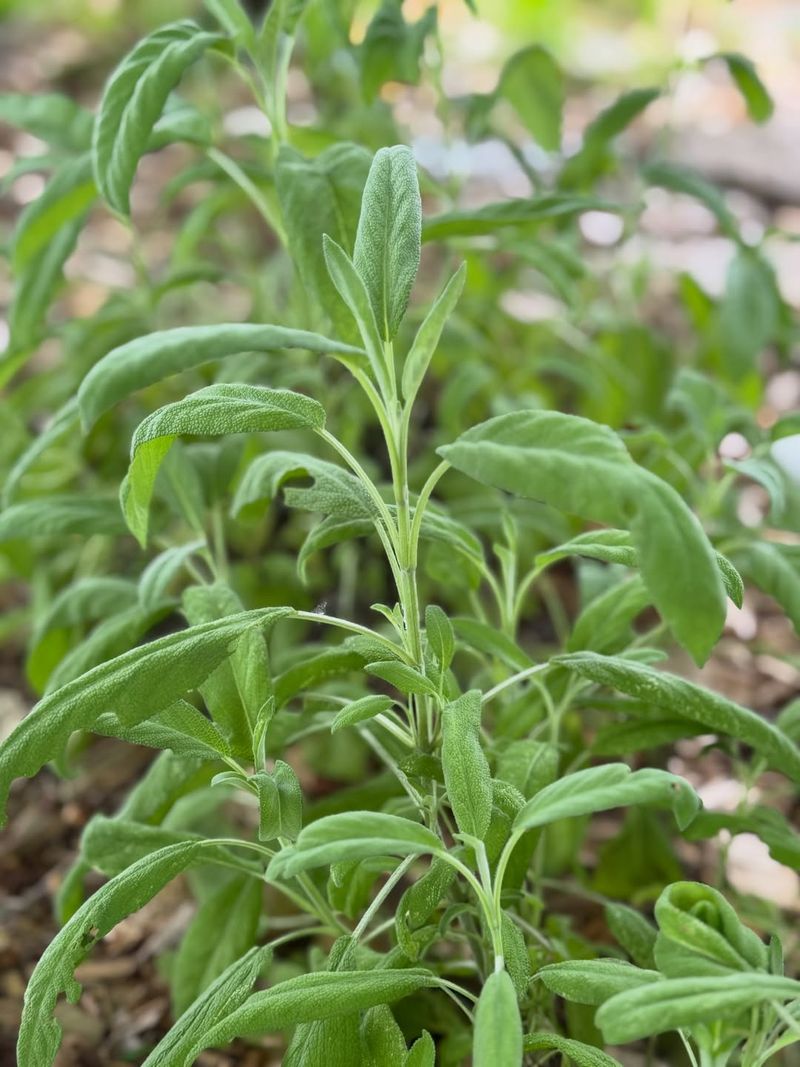 Sage Maintains Strong Growth During Summer Weather Sage Maintains Strong Growth During Summer Weather