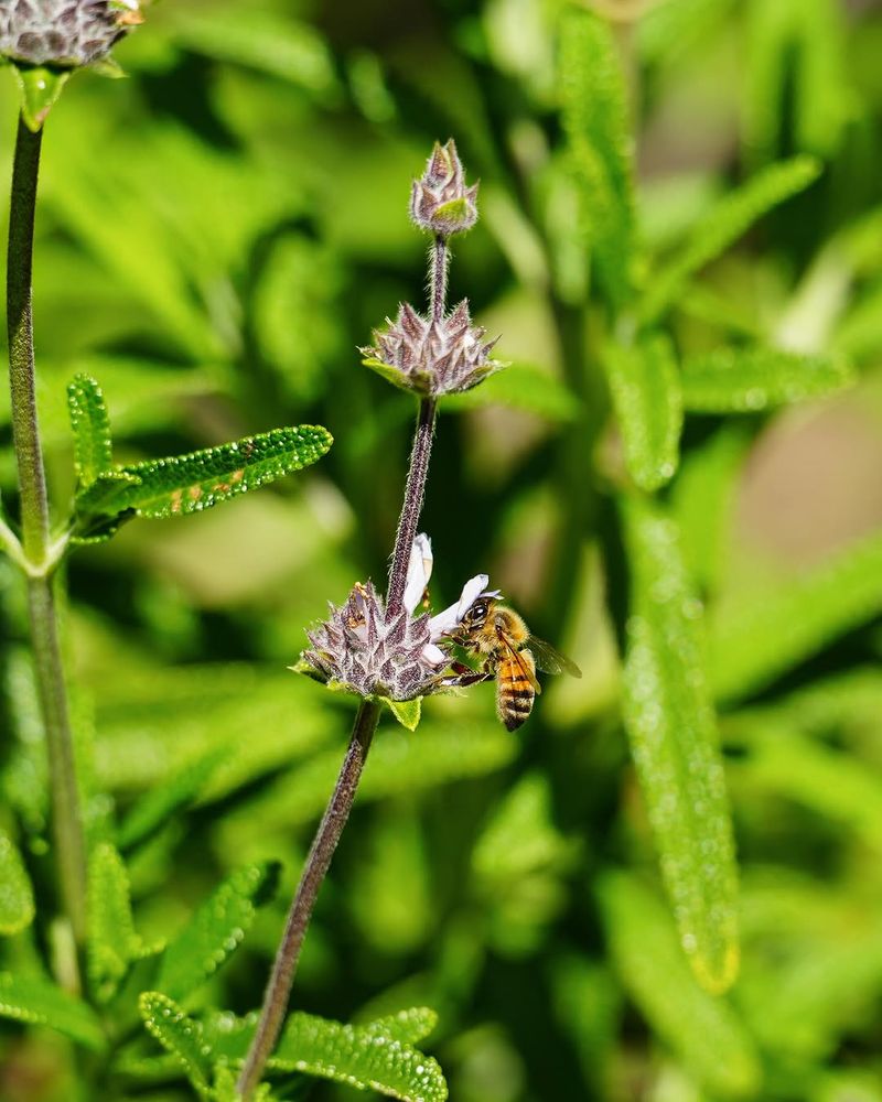 Sage May Help Bring Pollinator Activity Near Vegetable Gardens