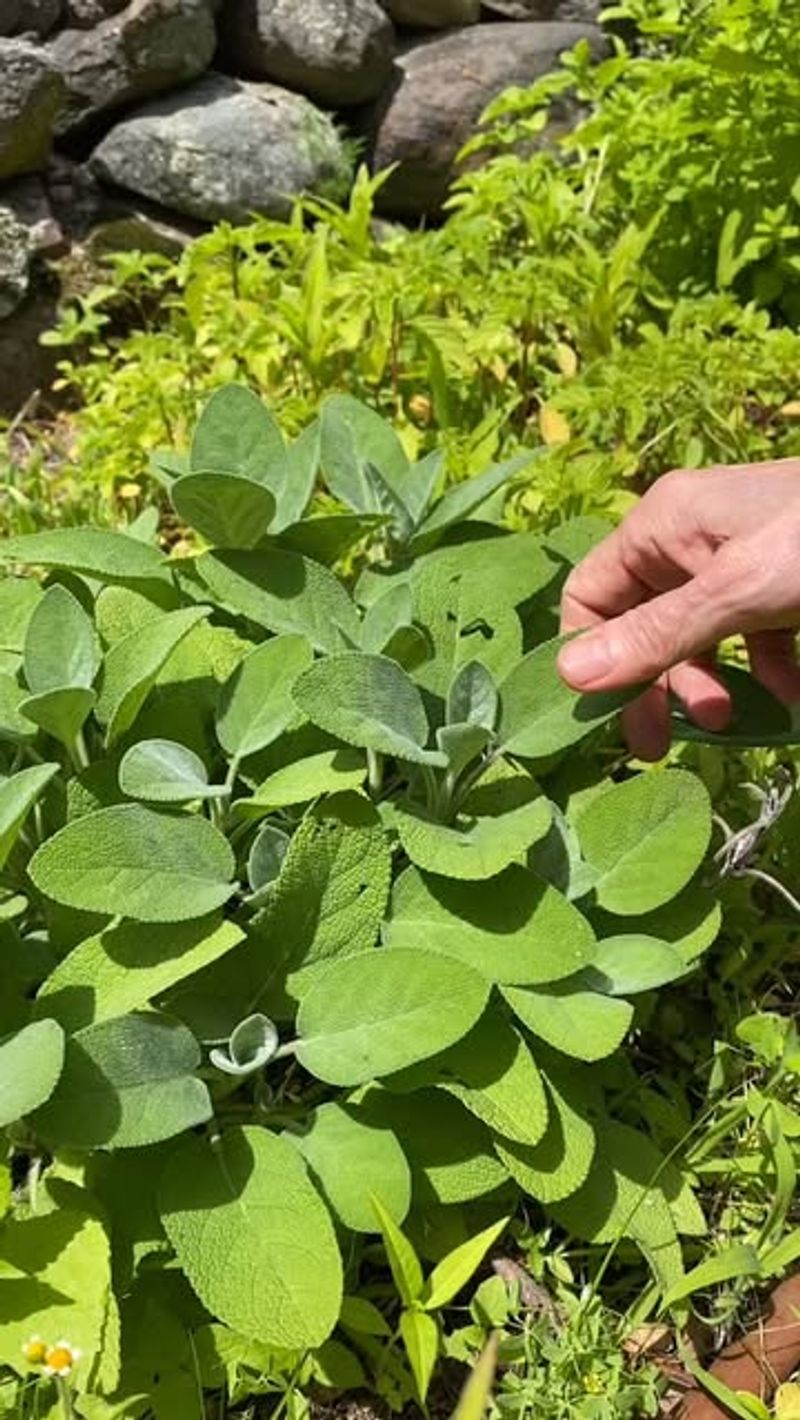 Sage Needs Full Sun And Airflow To Stay Healthy In Humid Summers