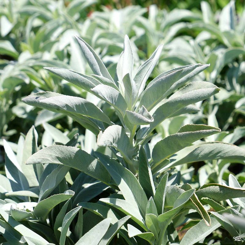 Sage Settles Into Summer Sun