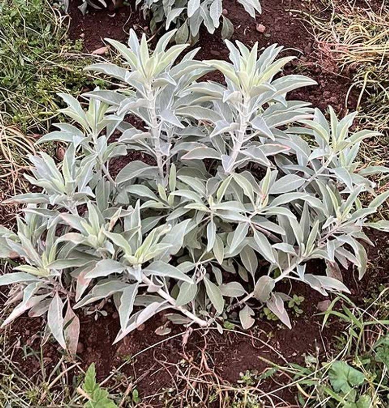 Sage Thrives Exactly Where Other Michigan Plants Struggle Sage Thrives Exactly Where Other Michigan Plants Struggle