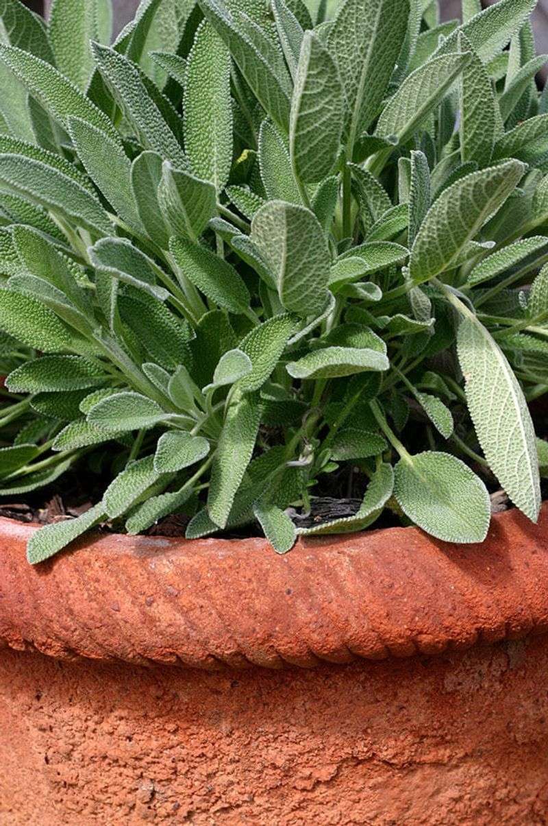 Sage Tolerates Strong Sun Once Established Sage Tolerates Strong Sun Once Established