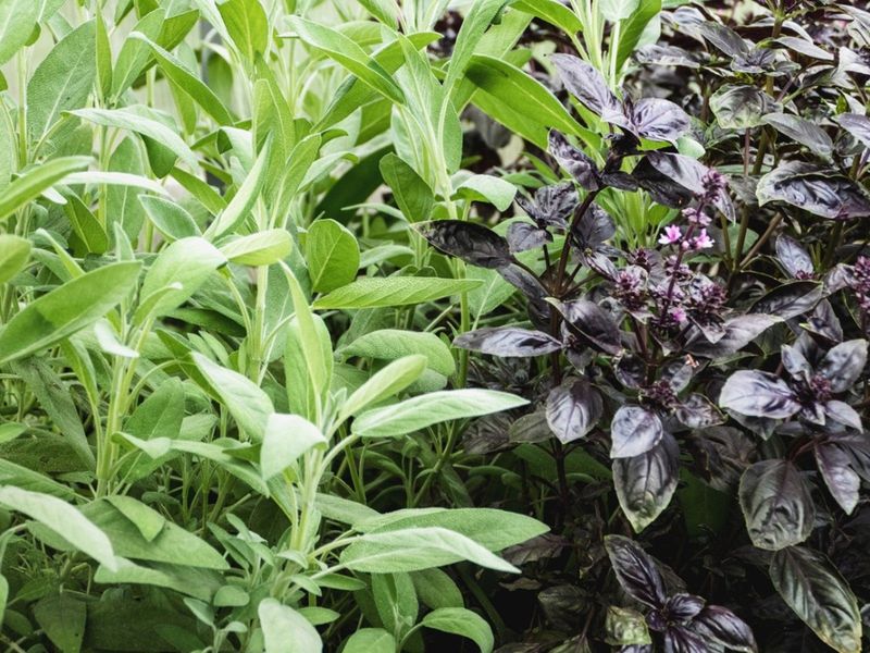 Sage Works Best As Part Of A Broader Beneficial-Insect Garden