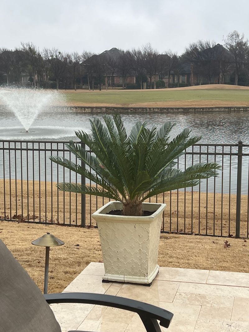 Sago Palm Creates A Bold Container Accent