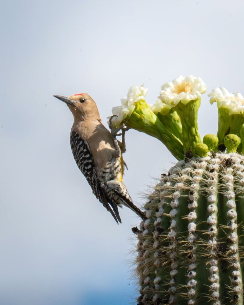 Saguaro Offers The Strongest Nesting Connection