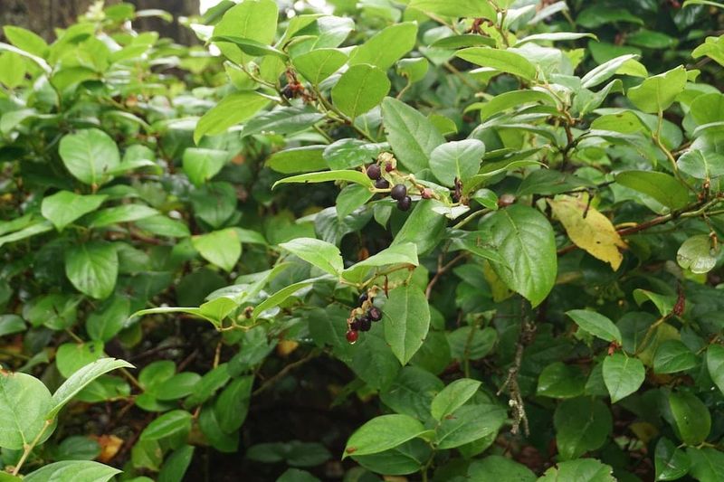 Salal Builds Dense Evergreen Cover