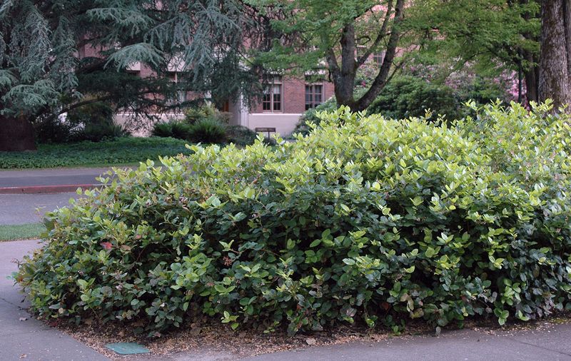 Salal Forms Dense Evergreen Thickets