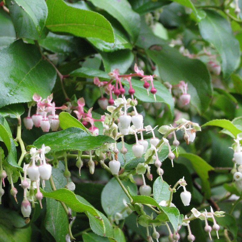 Salal Forms Thick Evergreen Colonies
