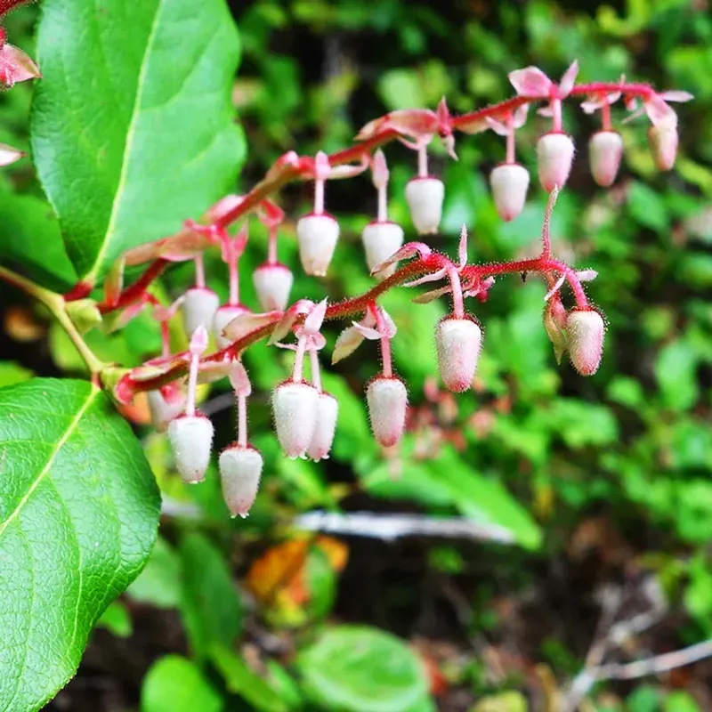 Salal Gives Shady Borders A Dense Native Look