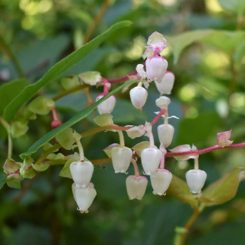 Salal Grows Well In Tough Shade Salal Grows Well In Tough Shade