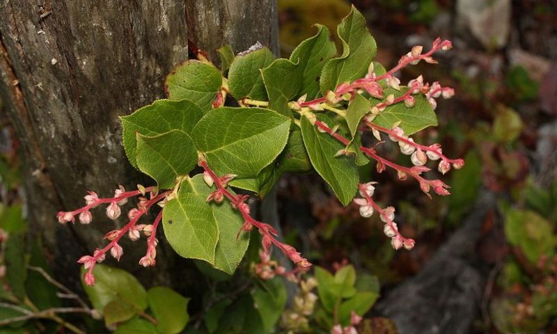 Salal Shrugs Off Dry Shade Once Established Salal Shrugs Off Dry Shade Once Established