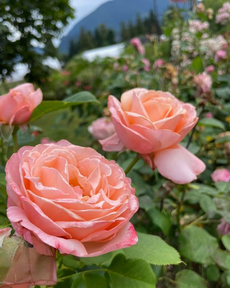 'Sally Holmes' Rose