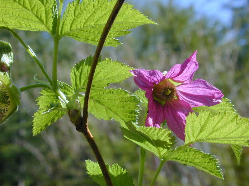 Salmonberry Fills Damp Edges With Pink Blooms Salmonberry Fills Damp Edges With Pink Blooms