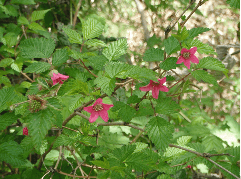 Salmonberry Fills Moist Ground Fast
