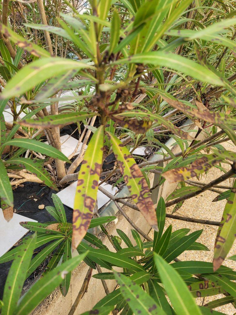 Salt Buildup Burns Leaf Edges