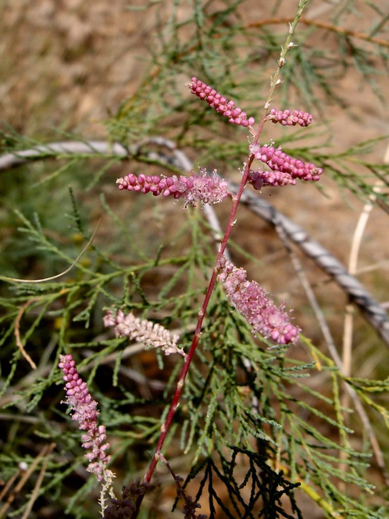Saltcedar Can Be Mistaken For A Native Desert Tree Saltcedar Can Be Mistaken For A Native Desert Tree