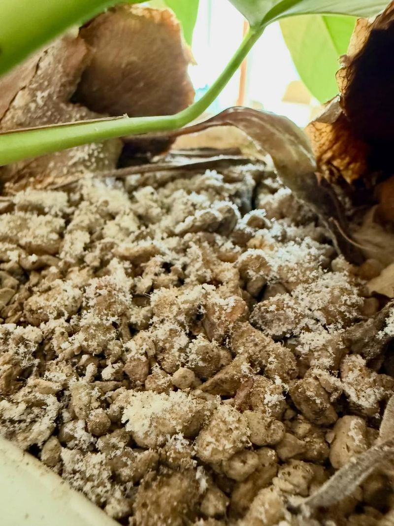 Salts May Be Building In Soil