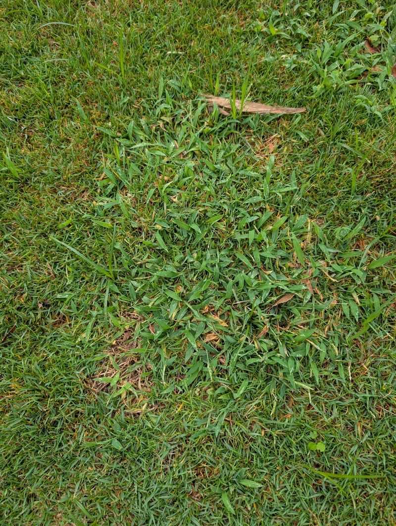 Saltwater Intrusion Limits What Turf Can Handle