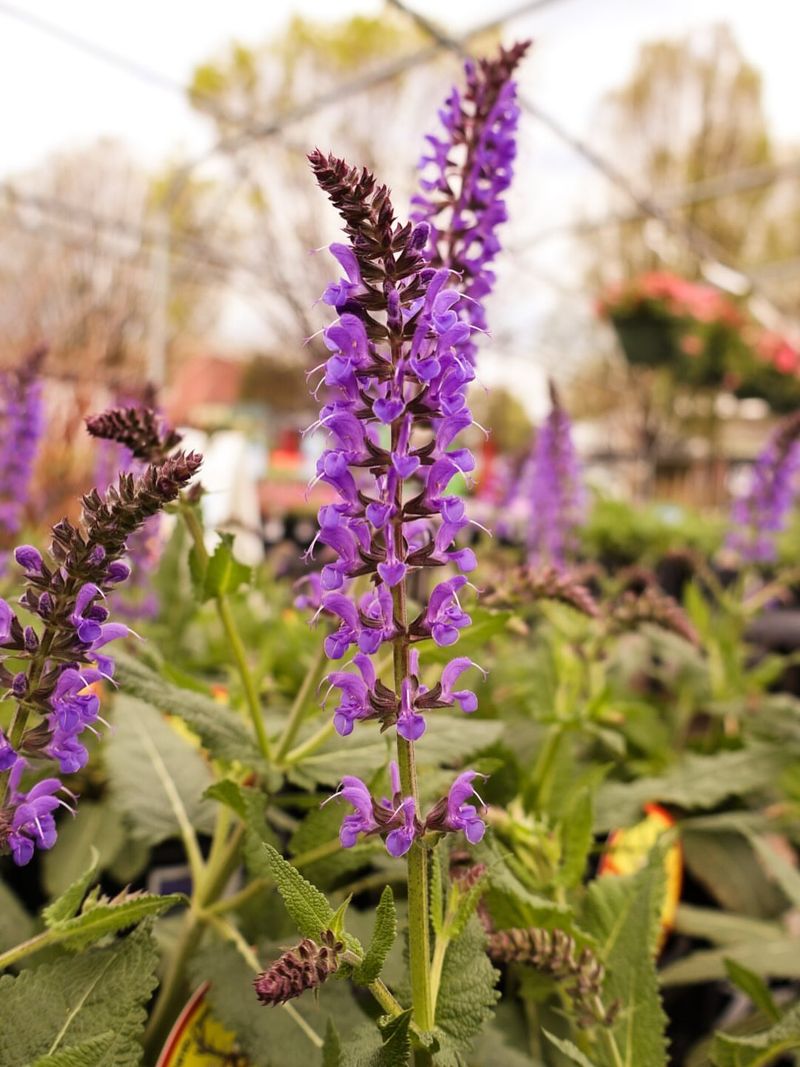 Salvia