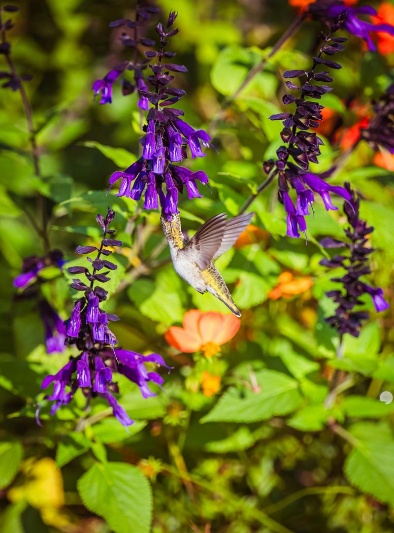Salvia Salvia